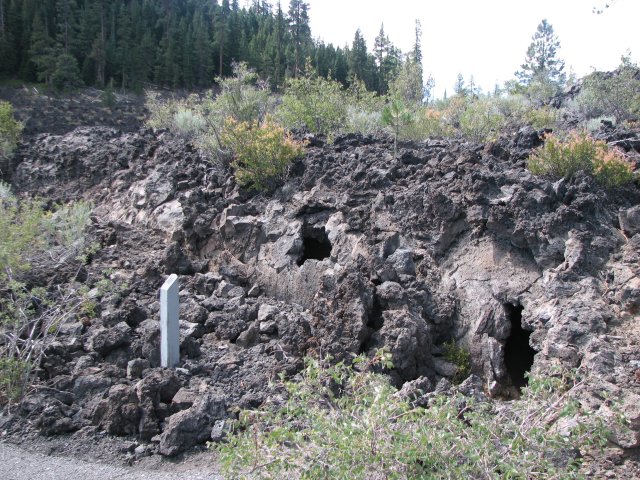 Casts of fallen trees